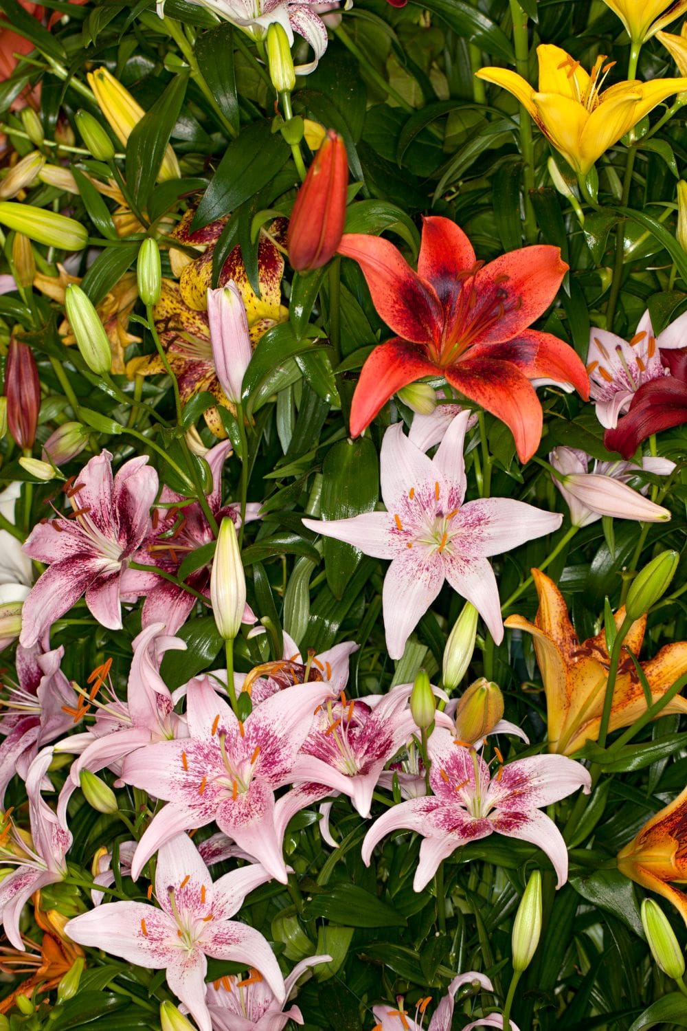 Diese 4 schönsten Lilienarten blühen den ganzen Sommer in Ihrem Garten