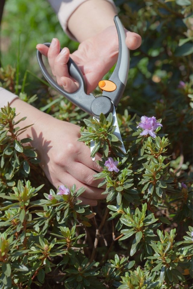 Hier sind 7 Pflanzen und Bäume, die Sie diesen Sommer unbedingt