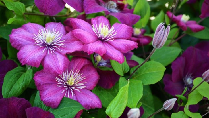 Befolgen Sie diese 8 einfachen Schritte zur Vermehrung Ihrer Clematis-Pflanzen – Weichholz Stecklinge sind Ihre Geheimwaffe