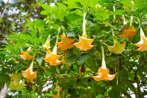 Bringen Sie Magie in Ihren Garten mit diesen Pflegetipps für Engelstrompeten (Brugmansia)