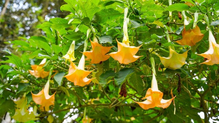 Bringen Sie Magie in Ihren Garten mit diesen Pflegetipps für Engelstrompeten (Brugmansia)