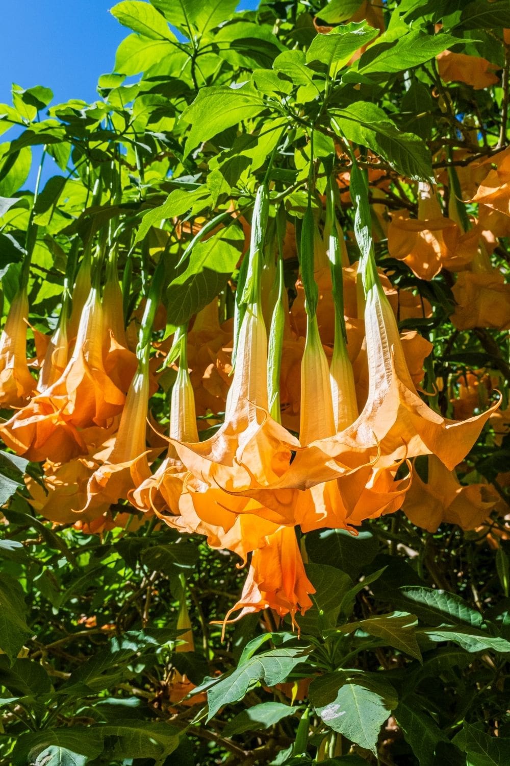 bringen-sie-magie-in-ihren-garten-mit-diesen-pflegetipps-f-r