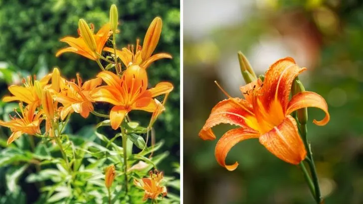 Der beste Weg, um Ihre Taglilien nach der Blüte gepflegt zu halten