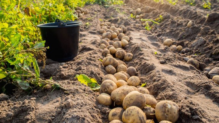 Der häufigste Fehler, den jeder beim Anbau von Kartoffeln macht