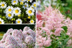 Die 20 am längsten blühenden mehrjährigen Blumen für ewige Schönheit
