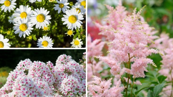 Die 20 am längsten blühenden mehrjährigen Blumen für ewige Schönheit