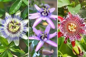 Die besten Passionsblumen-Sorten für Ihren Garten auswählen und anbauen