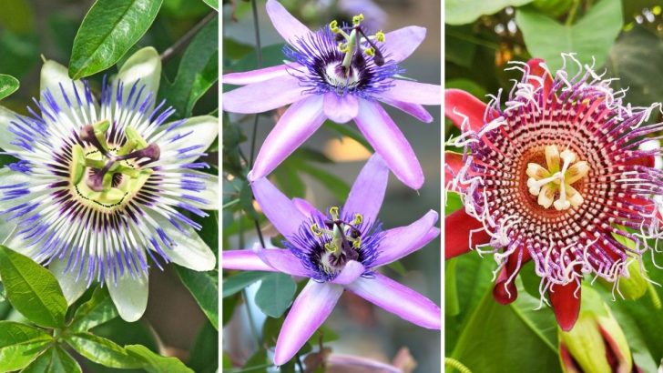 Die besten Passionsblumen-Sorten für Ihren Garten auswählen und anbauen