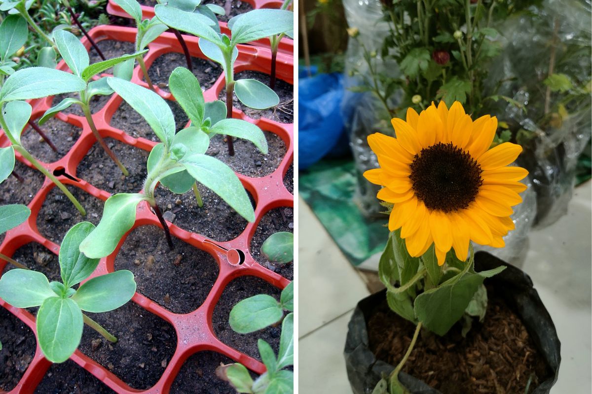 Dies ist der richtige Zeitpunkt, um Sonnenblumen-Setzlinge umzutopfen, damit sie in die Höhe wachsen und prachtvolle Blüten tragen