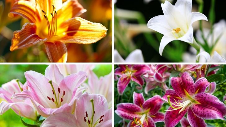 Diese 4 schönsten Lilienarten blühen den ganzen Sommer in Ihrem Garten