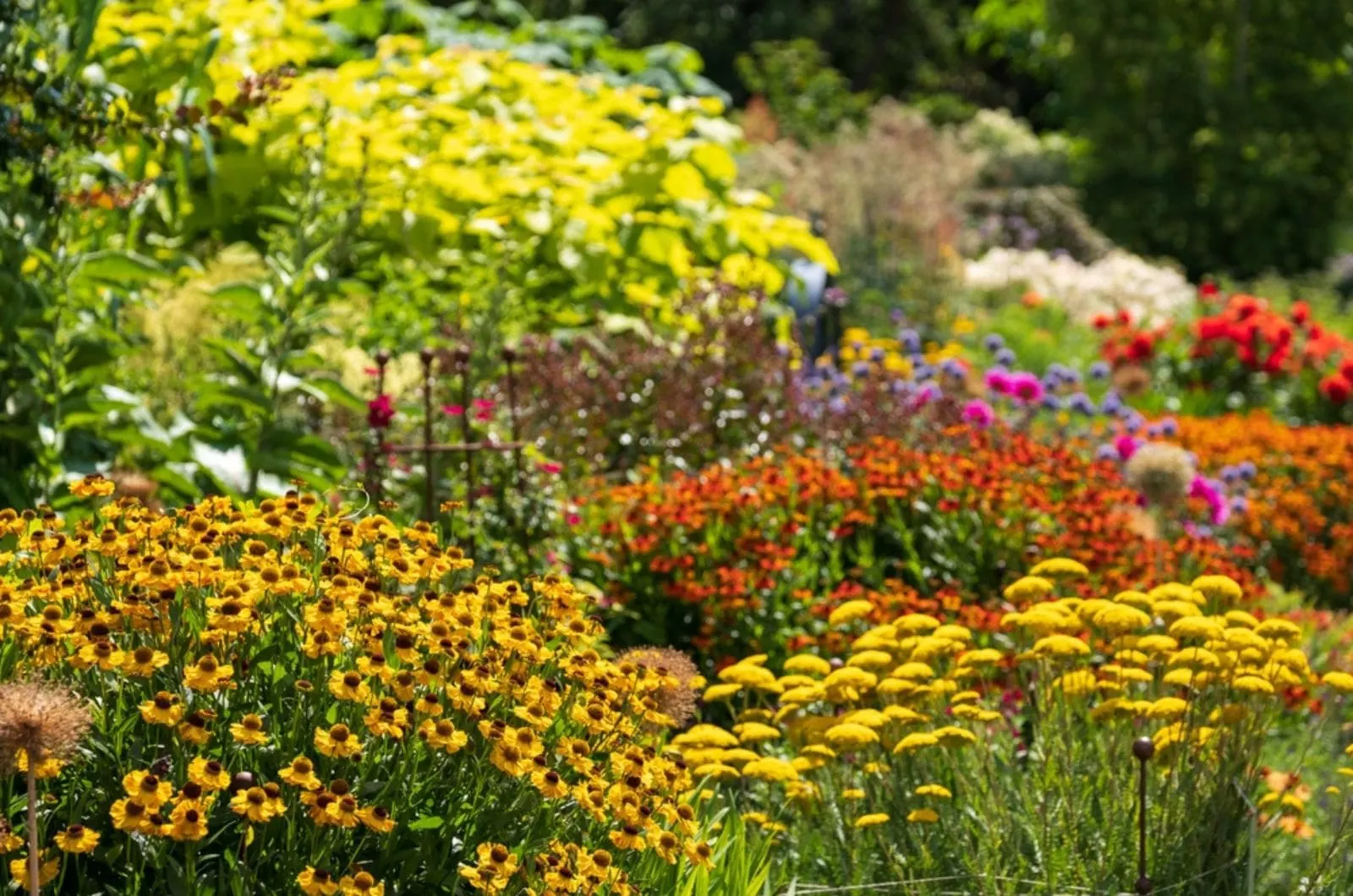 Diese 5 atemberaubenden Stauden sind diesen Sommer ein Muss