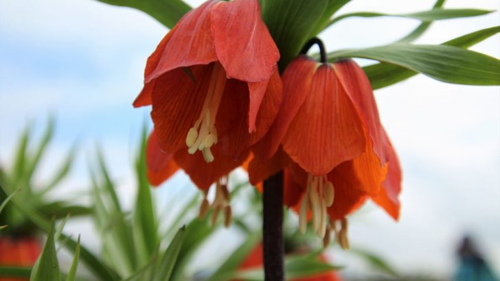 Diese prächtige Staude schützt Ihren Garten vor schädlichen Maulwürfen