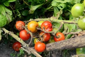 Eine geteilte Tomate essen oder nicht, das ist hier die Frage