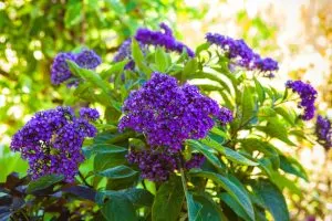 Lernen Sie, wie Sie diese magische lila Blume züchten, die Ihren Garten nach Kirschkuchen duften lässt