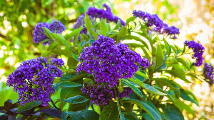 Lernen Sie, wie Sie diese magische lila Blume züchten, die Ihren Garten nach Kirschkuchen duften lässt