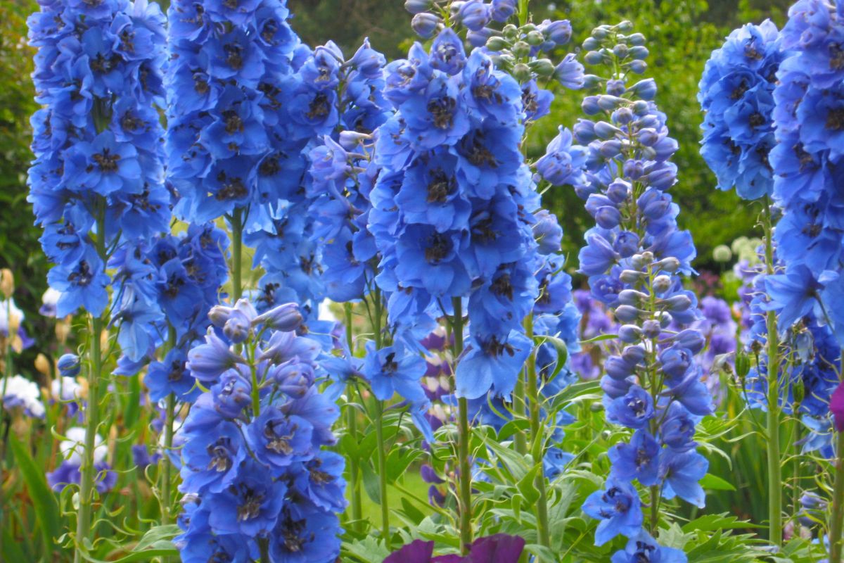 Mach das mit deinem Rittersporn nach der Blüte und erhalte nächstes Jahr mehr Blüten