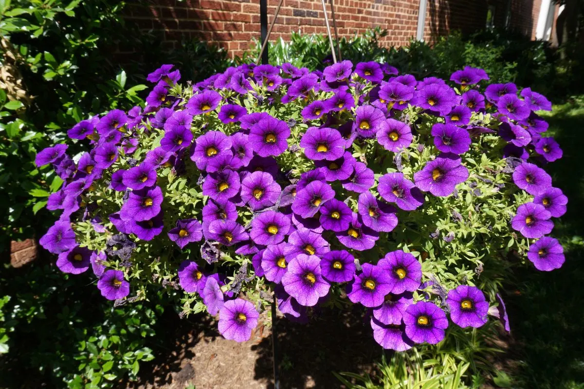 Mit diesen Tipps blühen Ihre hängenden Blumen den ganzen Sommer lang
