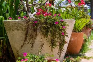 Pflanzen Sie das Portulakröschen in Ihrem Garten und beobachten Sie, wie es pünktlich um 10 Uhr erblüht