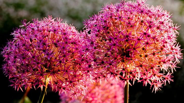 Pflege der Blutlilie: So Züchten Sie die Haemanthus Feuerball-Lilie