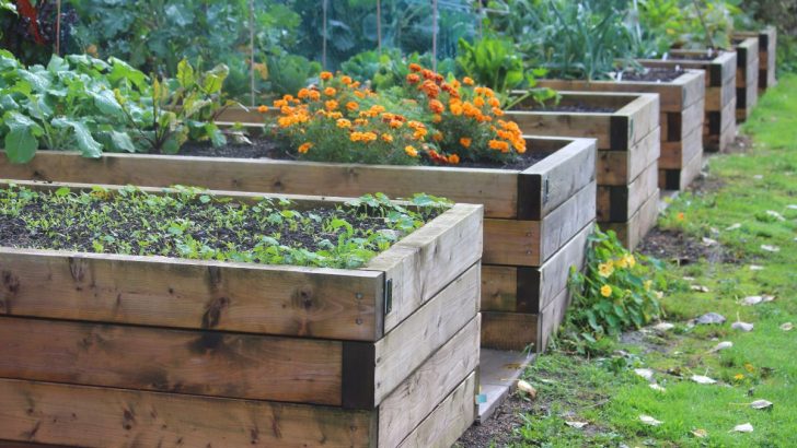 Regen oder Sonnenschein, diese 19 Hochbeetpflanzen blühen in Ihrem Garten auch bei regnerischem Wetter