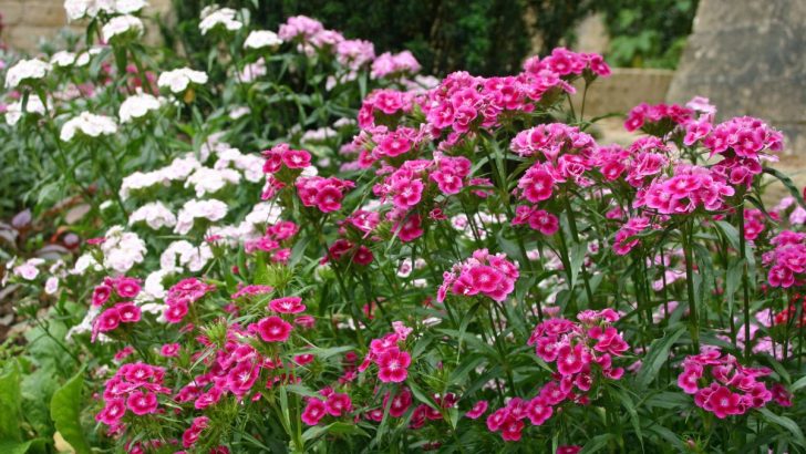 Schaffen Sie die perfekten Bedingungen für Bartnelken in Ihrem Garten mit diesen erstaunlichen Tipps