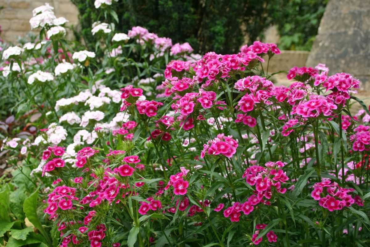Schaffen Sie die perfekten Bedingungen für Bartnelken in Ihrem Garten mit diesen erstaunlichen Tipps