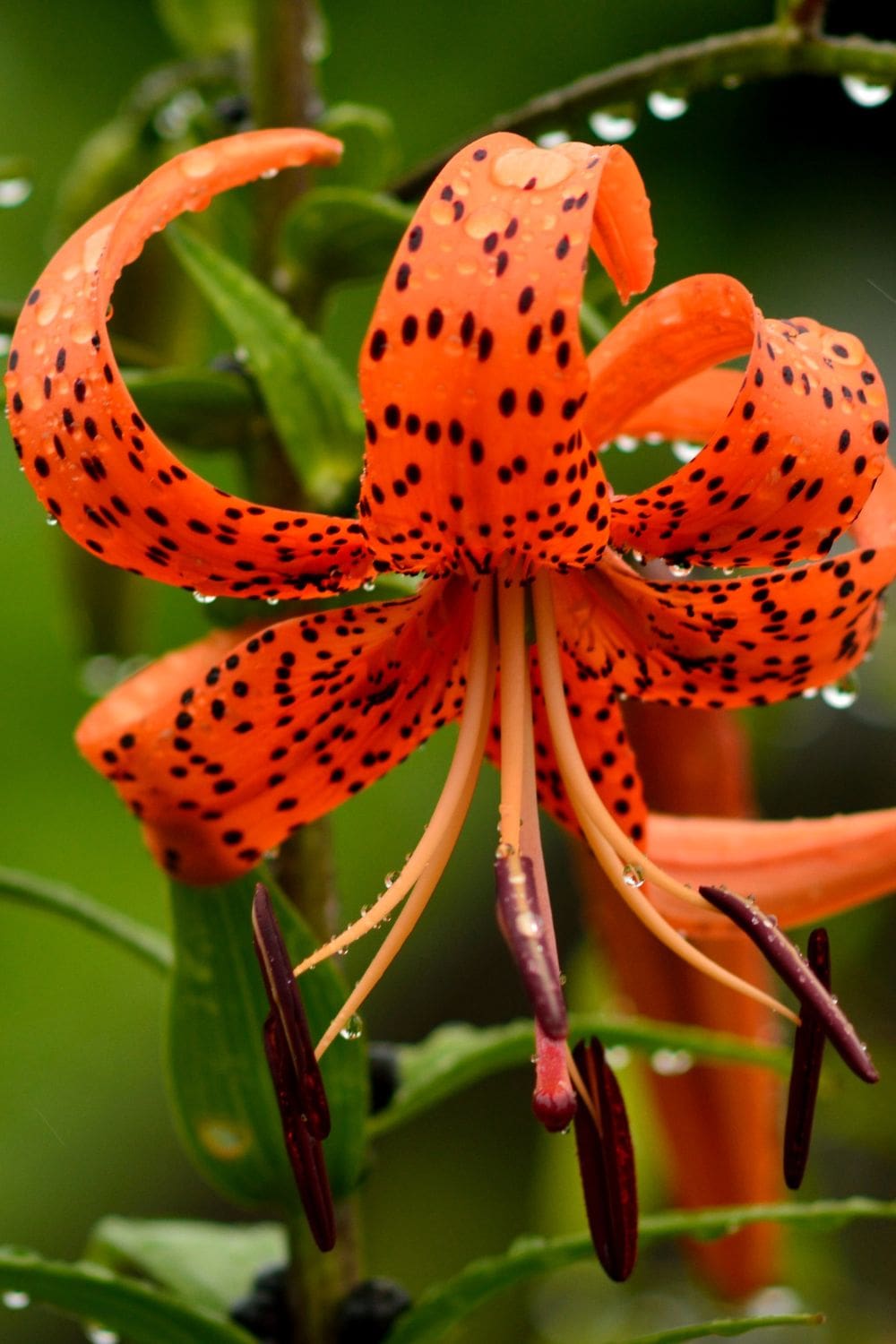 Diese 4 schönsten Lilienarten blühen den ganzen Sommer in Ihrem Garten