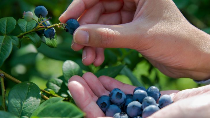 Vermeiden Sie diese 7 häufigen Fehler bei der Ernte Ihrer Blaubeeren