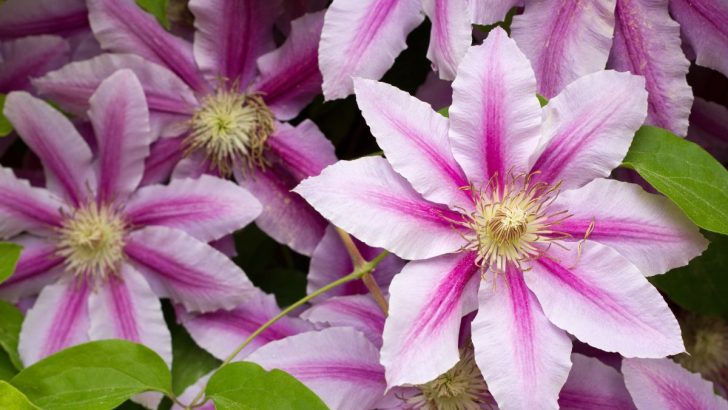 Wie und wann man Clematis beschneidet, um die meisten Blüten zu erhalten