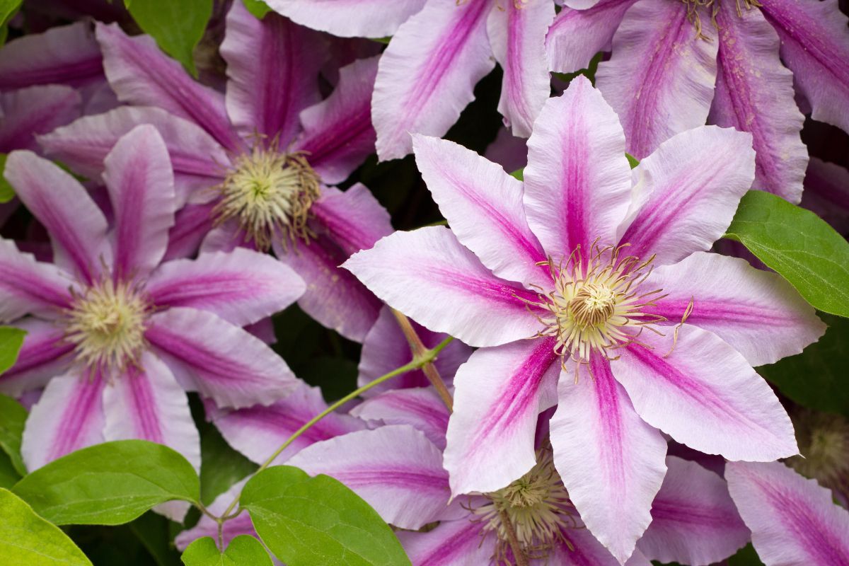 Wie und wann man Clematis beschneidet, um die meisten Blüten zu erhalten