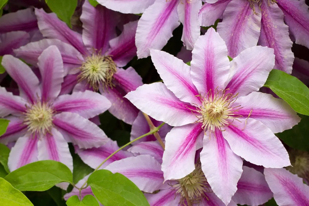 Wie und wann man Clematis beschneidet, um die meisten Blüten zu erhalten