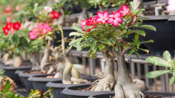 Wüstenrose Bonsai Wachsen und Pflege Informationen