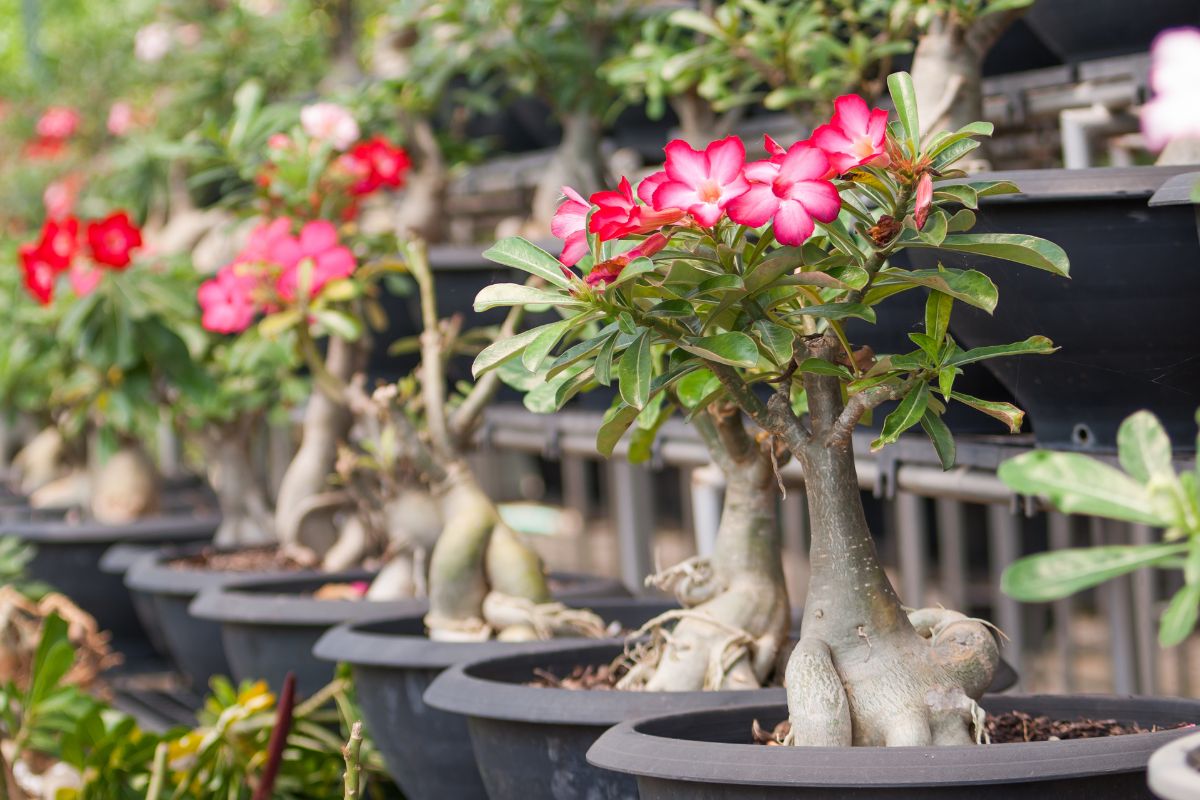 Wüstenrose Bonsai Wachsen und Pflege Informationen