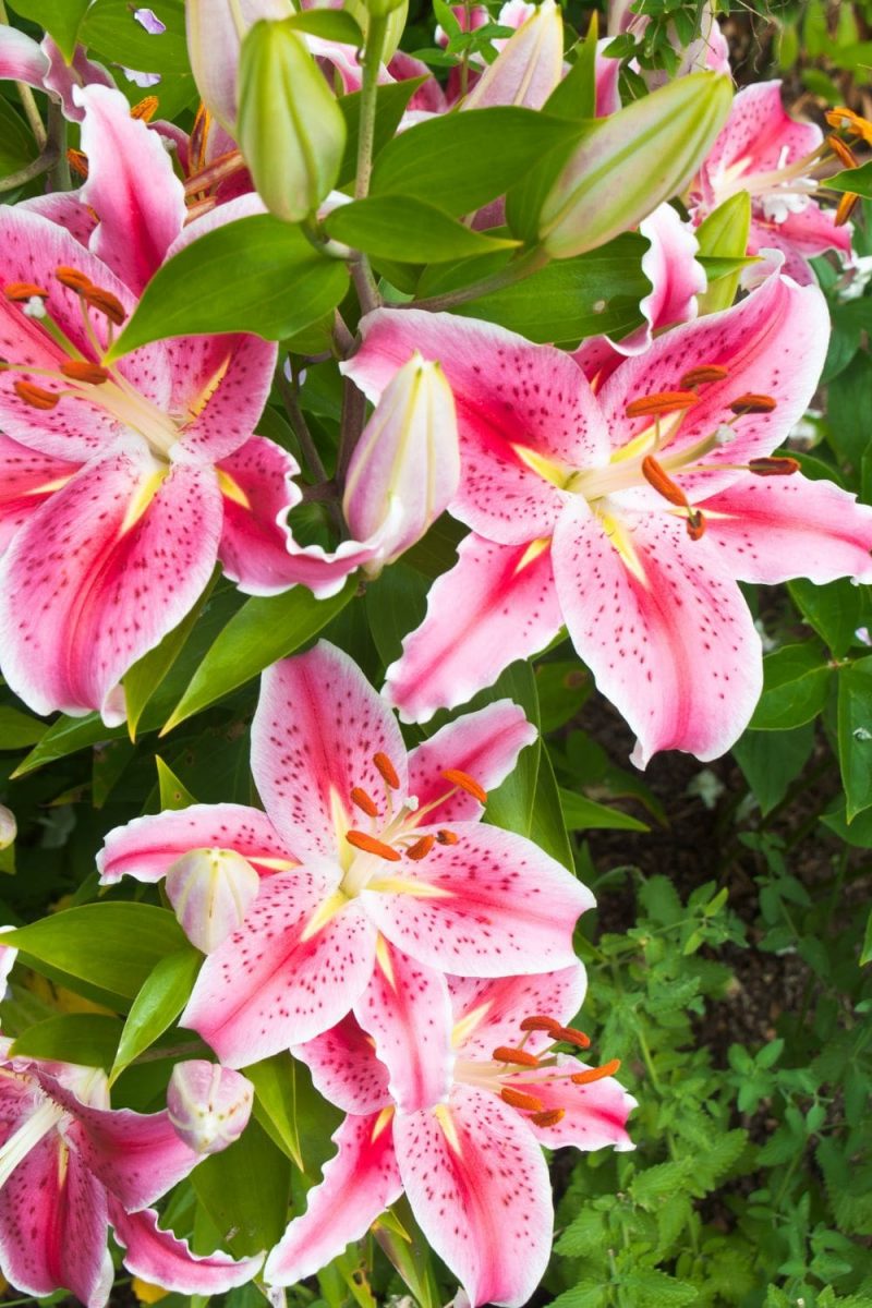 Diese 4 schönsten Lilienarten blühen den ganzen Sommer in Ihrem Garten