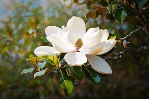 8 einfache Schritte, um bezaubernde Magnolienbäume aus Samen anzubauen