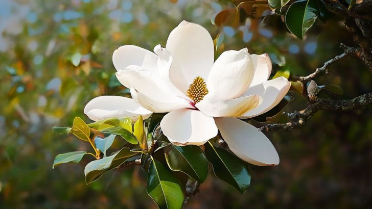 8 einfache Schritte, um bezaubernde Magnolienbäume aus Samen anzubauen