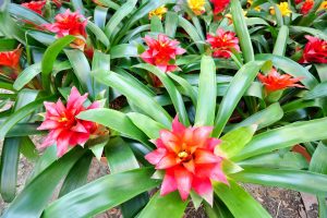 Bringen Sie das ganze Jahr über Farbe in Ihr Zuhause mit einem lebendigen Bromelien-Garten