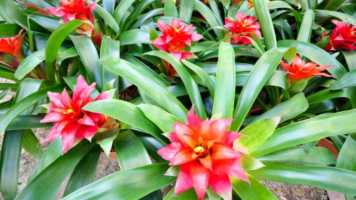 Bringen Sie das ganze Jahr über Farbe in Ihr Zuhause mit einem lebendigen Bromelien-Garten!