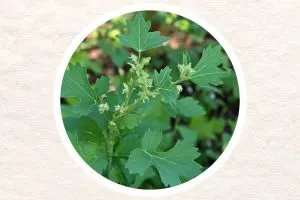 Chenopodium Album (Weiße Gänsefuß) Entdeckung seiner Nährstoffe und Heilkräfte