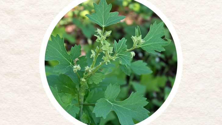 Chenopodium Album (Weiße Gänsefuß): Entdeckung seiner Nährstoffe und Heilkräfte