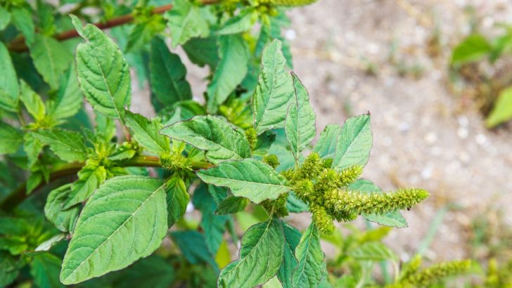 Der verborgene Schatz in Ihrem Garten: Entdecken Sie die gesundheitlichen Vorteile des Gemeinen Fuchsschwanzes