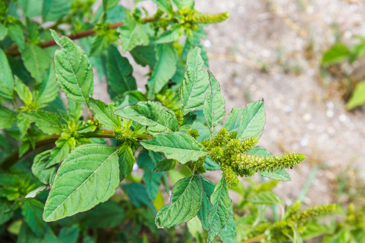 Der verborgene Schatz in Ihrem Garten: Entdecken Sie die gesundheitlichen Vorteile des Gemeinen Fuchsschwanzes