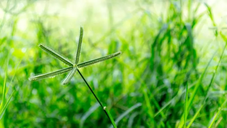 Diese Pflanze w&auml;chst in den meisten G&auml;rten, und wir entfernen sie, ohne zu wissen, dass sie &uuml;ber 10 Krankheiten heilen kann