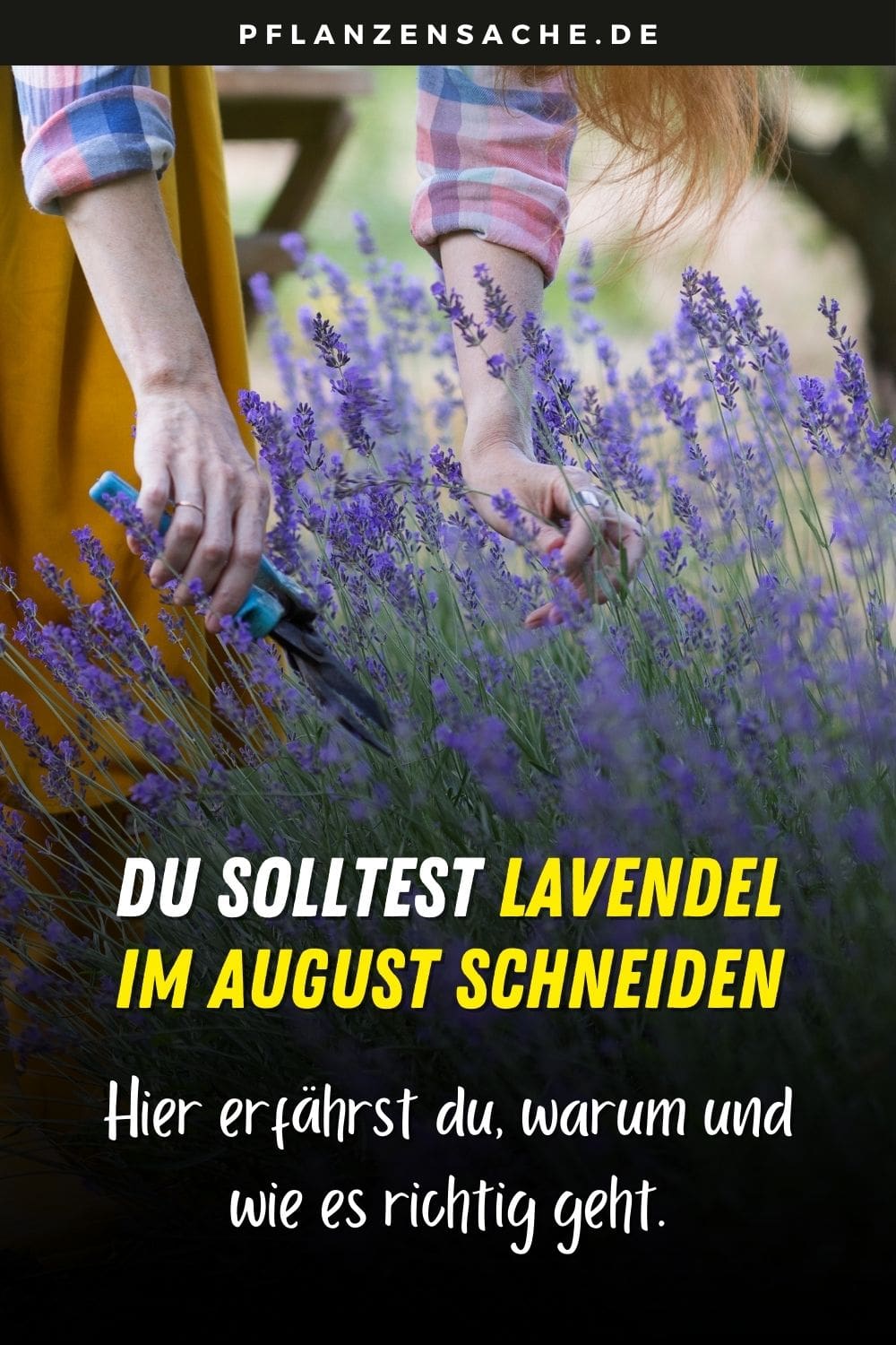 Du solltest Lavendel im August schneiden. Hier erfährst du, warum und