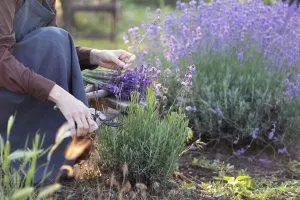 Du solltest Lavendel im August schneiden. Hier erfährst du, warum und wie es richtig geht