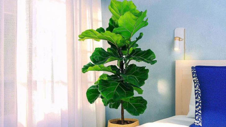 Geigenblatt Ficus: Tipps zu Anbau und Pflege