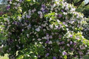 Gestern, heute und morgen: Wie man Brunfelsia anbaut und pflegt