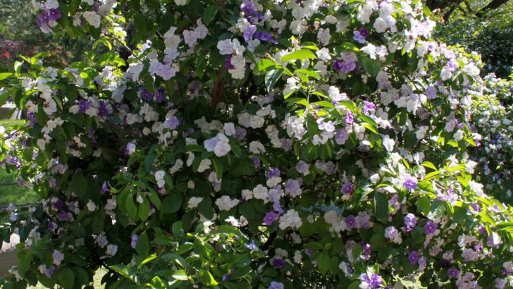 Gestern, heute und morgen: Wie man Brunfelsia anbaut und pflegt