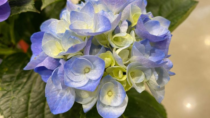 Großblättrige Hortensien sind ein Muss in deinem Garten diesen Sommer