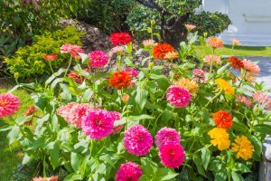 Lassen Sie Zinnien in Ihrem Garten erblühen – befolgen Sie einfach diese Schnittanleitung